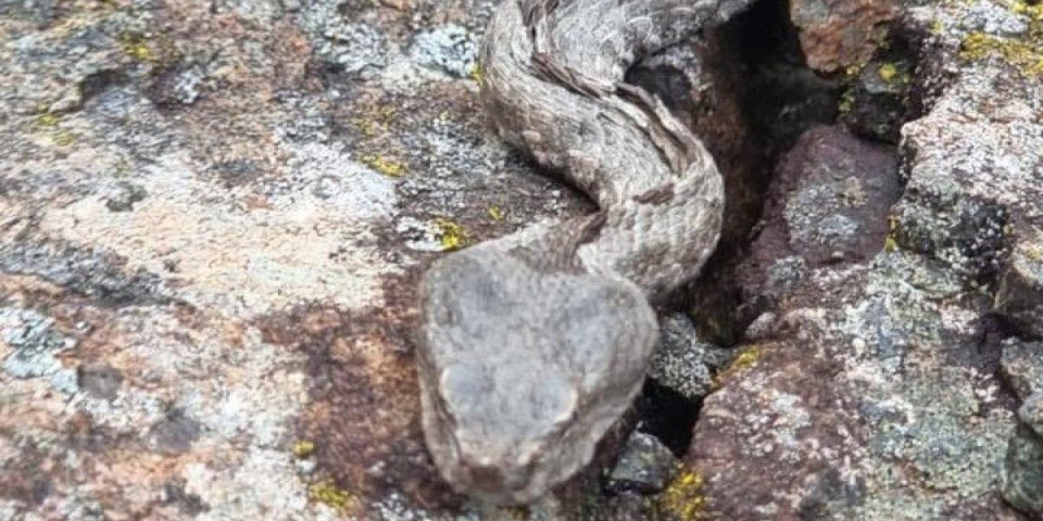 Užas na Zlatiboru! Invazija zmija usred zime, toplo vreme probudilo poskoke (VIDEO/FOTO)