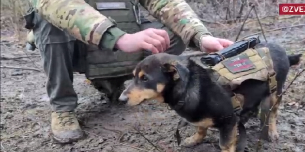 Na prvoj liniji fronta pas kog je ruska vojska naučila svemu! Smeško se pokazao kao istinski borac (VIDEO)
