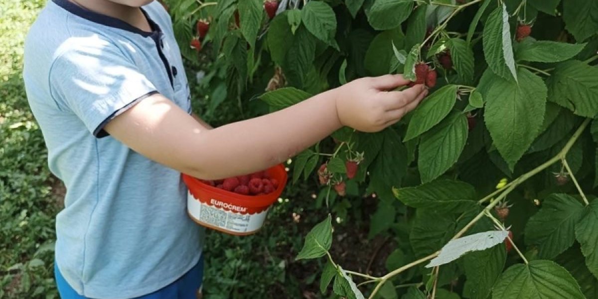 Pomaže i u branju malina 