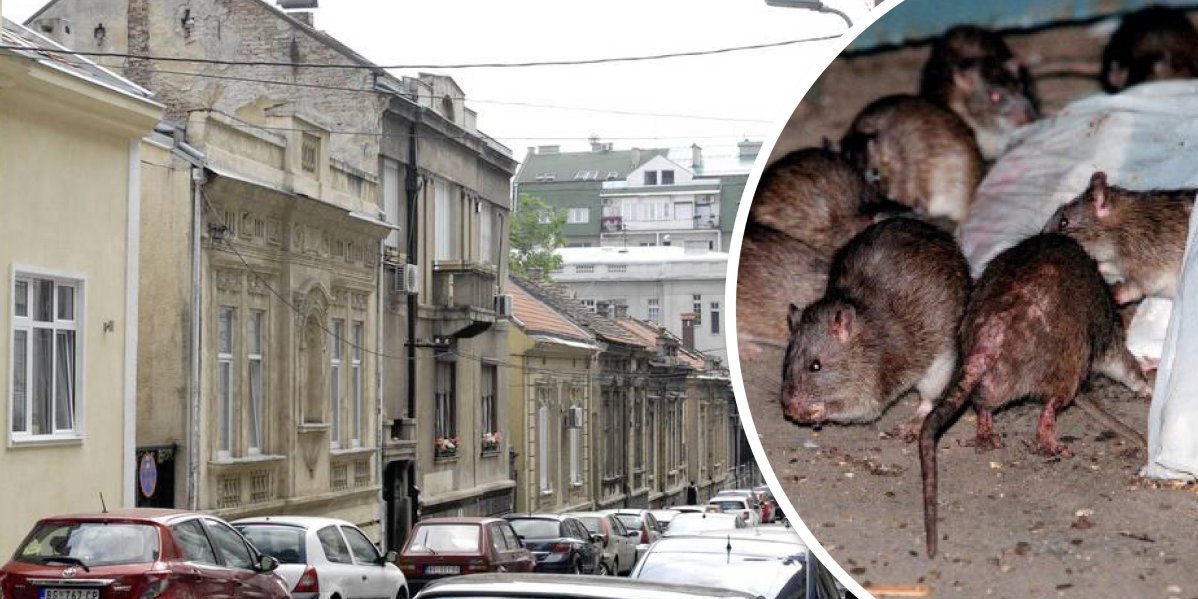 Najezda pacova u centru Beograda: Ima ih više od 100.000 i opasni su! Niste bezbedni ni na 13. spratu!