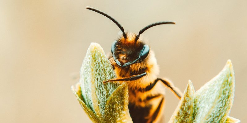 Prva pomoć kod uboda pčele! Ovaj genijalni trik svako treba da zna