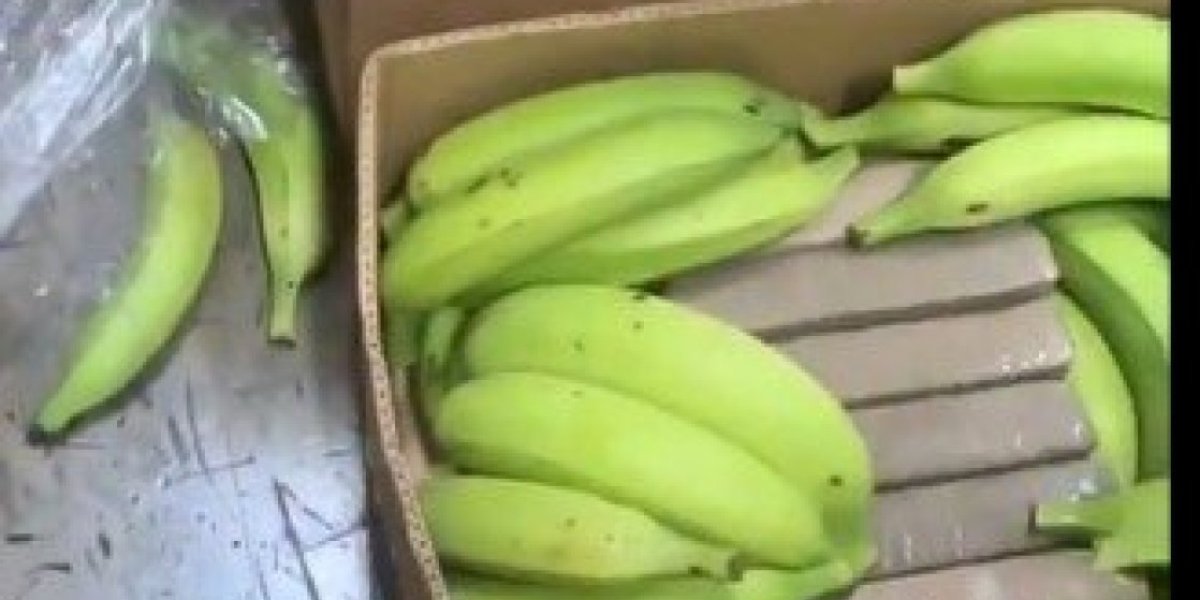 U Kolumbiji u kutijama sa bananama pronađeno 2,5 tone kokaina: Sumnja se da je roba bila namenjena balkanskom kartelu