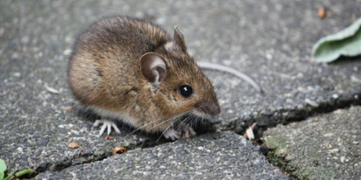 Namnožili se pacovi, ne zna im se broj: Zbog velike opasnosti i dalje traje deratizacija