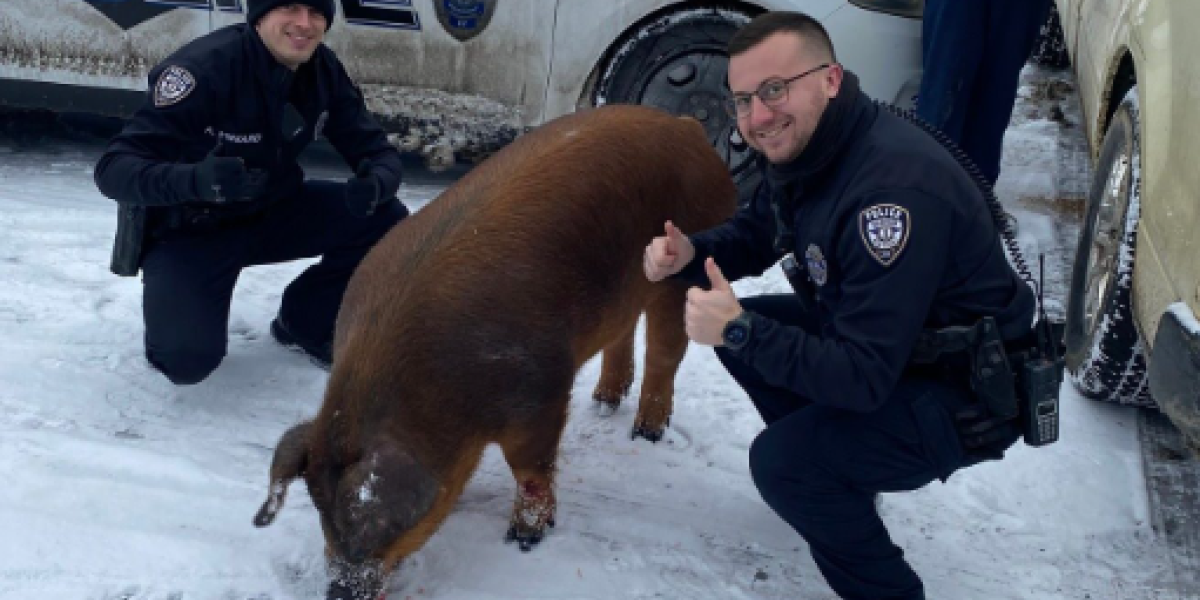 Svinja pobegla iz prikolice da bi se igrala na snegu! Uživala, a onda je stigla policija (FOTO)