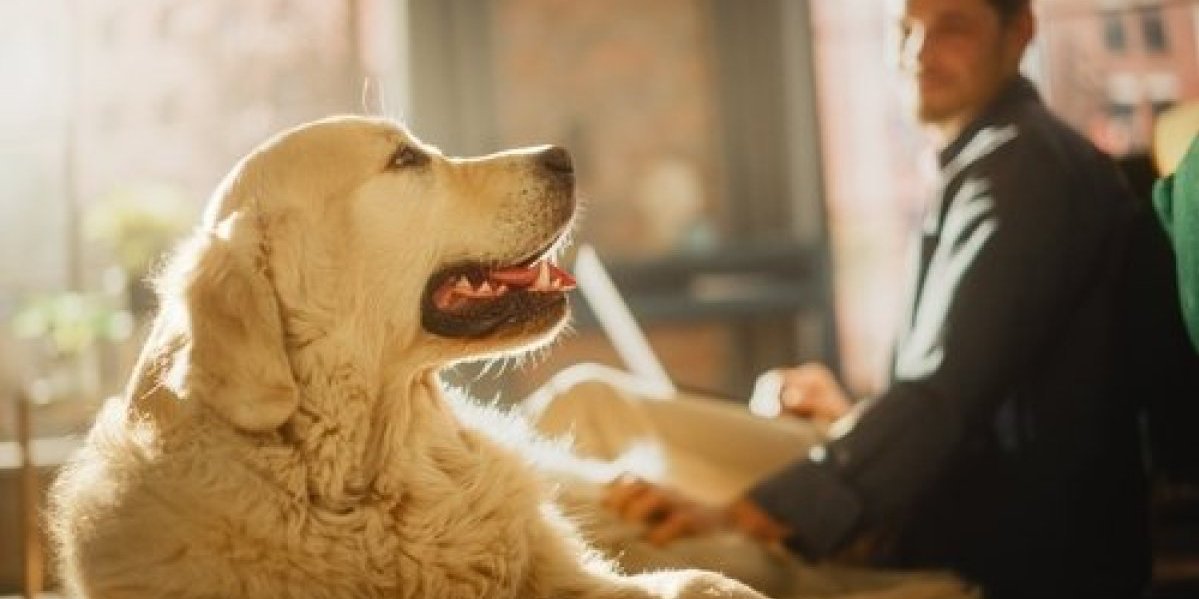 Ove navike psi ne vole kod svojih vlasnika! Ne radite im ovo - izlažete ih nepotrebnom stresu