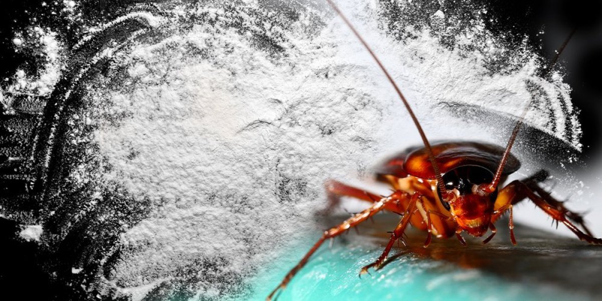 Evropa počinje da jede bube! Otvorena nova italijanska fabrika brašna od insekata!