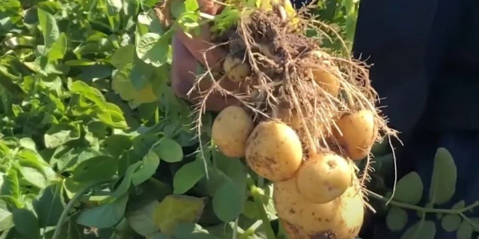 Kilogram ovog krompira košta 500 evra! Miriše na orahe, a evo kakvog je ukusa i izgleda (VIDEO)