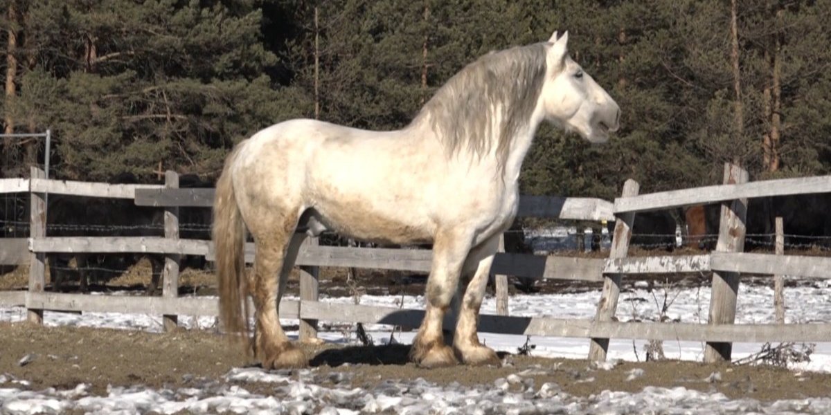 (VIDEO) I mi konja za Ginisa imamo! Medo iz Sjenice i sad je svetski rekorder sa 1.425 kg, a do Ginisa mu fali još samo 100!