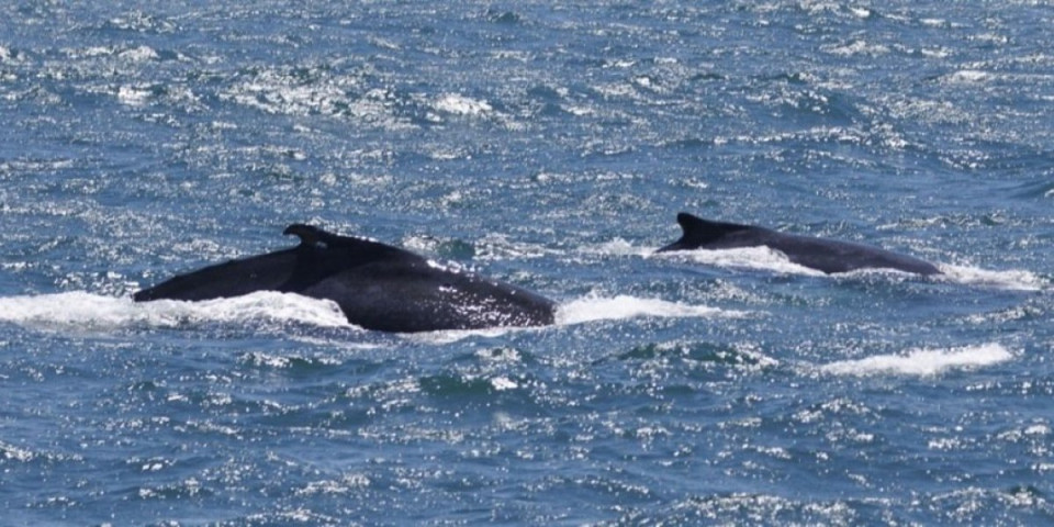(VIDEO) Pojavio se jeziv snimak kitova ubica! Drama kod obala Japana!