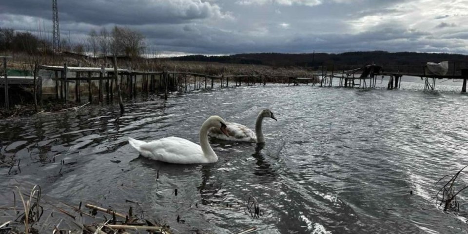 Jedan par na jezeru kod Dimitrovgrada privlači pažnju već mesec dana!