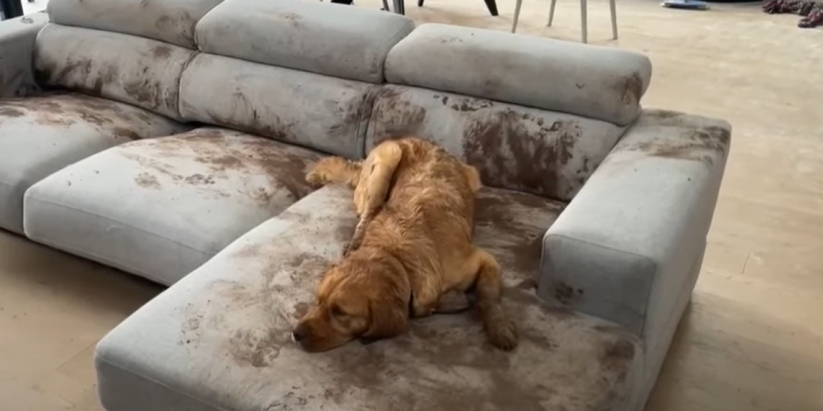 Da se smeju ili da plaču? Pas je ublatnjavio ceo kauč, pa legao da odmori - urnebesno (VIDEO)