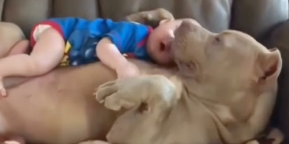 Šok scena u stanu! Snimak bebe i psa frapirao je sve - ljudi ne mogu da veruju da je ovo moguće (VIDEO)