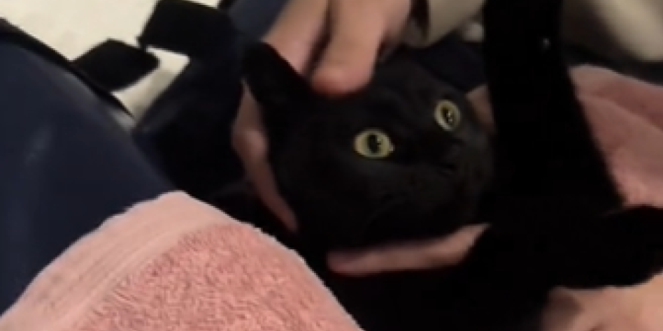Stomak joj je odjednom porastao! Kada su mačku odveli na ultrazvuk skamenili su se od šoka - unutra je bio haos (VIDEO)