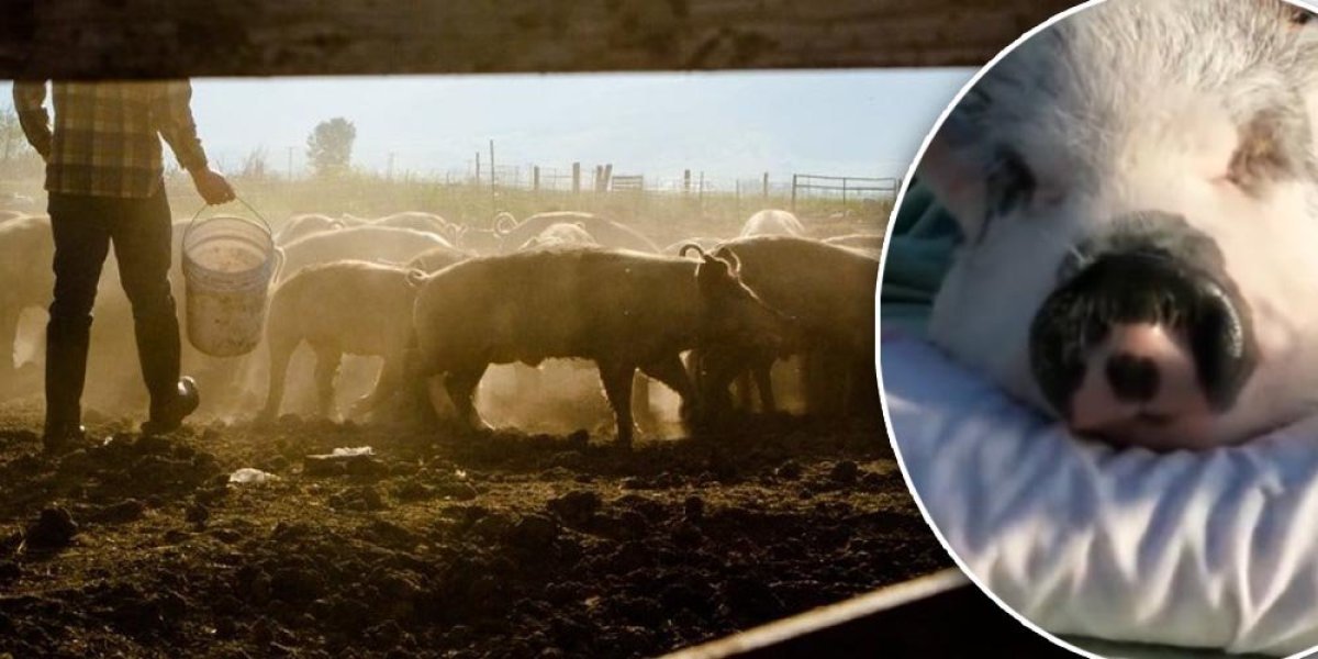 Jeziv snimak iz Leskovca: Muškarac zlostavlja životinje, svinji lopatom polomio kičmu (VIDEO)