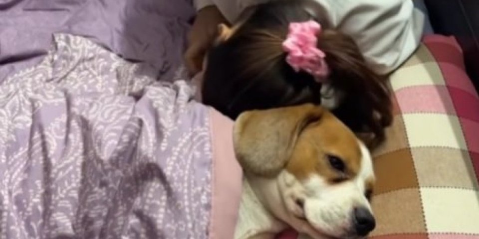 Legla sa psom u krevet, pa počela da se ponaša čudno! Ovo morate videti - Njegova reakcija je hit (VIDEO)