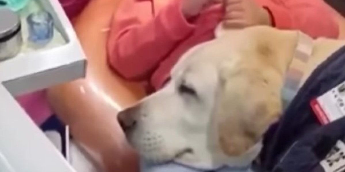 Ovaj pas otklanja strah od zubara! Najslađi asistent kojeg ćete videti - svi su odlepili za ovom idejom (VIDEO)
