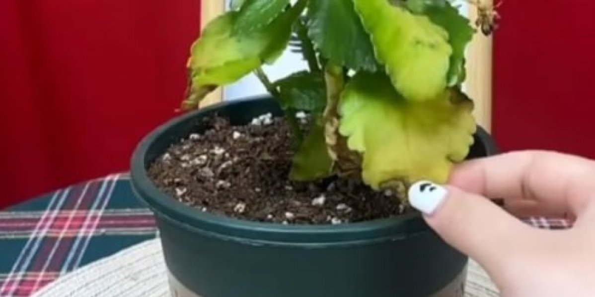 Zaboravite žute listove vaših biljaka: Jedan kuhinjski trik budi zelenilo i vraća ih u život