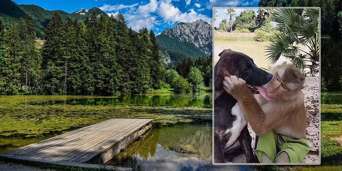 Daj jezik ovamo! Snimak psa i majmuna tera suze na oči (VIDEO)