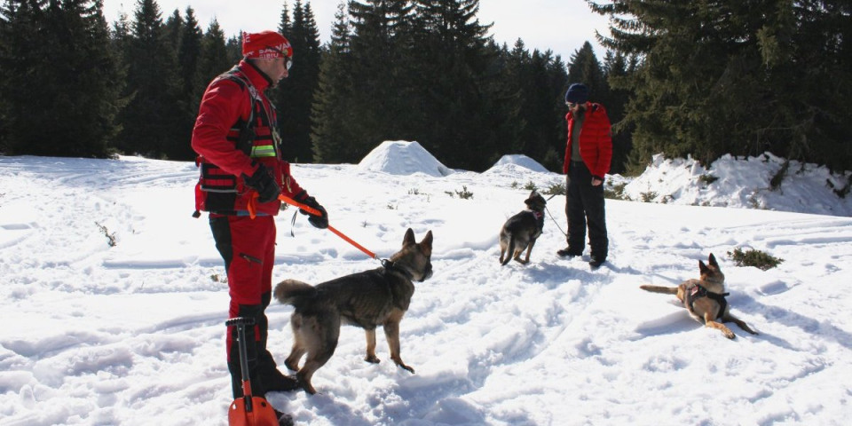 U bezbednim šapama: Na Kopaoniku održana obuka pasa za pretrage i spasavanje iz lavina!