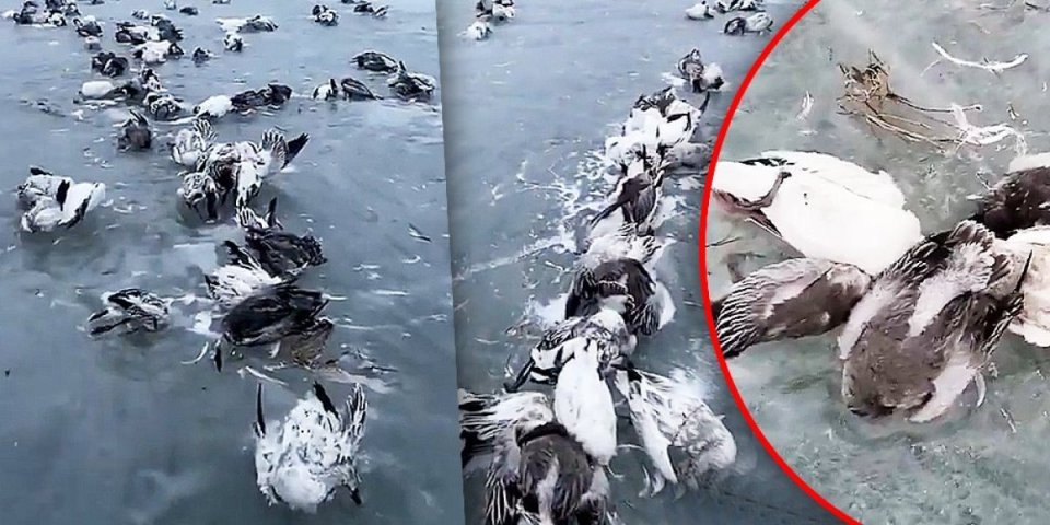 Šokantni prizori iz Kine! Živa pala ispod minus 50, pogledajte šta se dogodilo pticama! Dron snimio i vukove! (VIDEO)