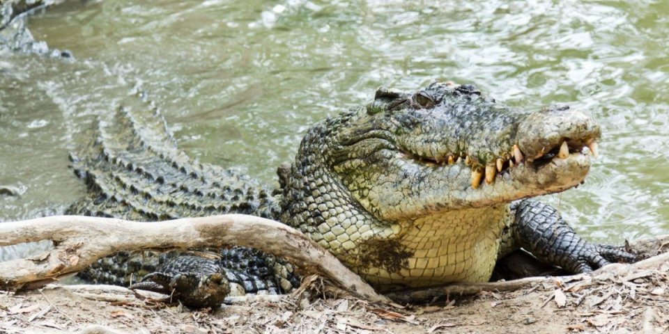 Nezapamćen slučaj u istoriji završio u Ginisovoj knjizi rekorda! Džinovski krokodili izmasakrirali 500 ljudi odjednom