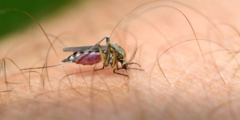 Da li ste "magnet" za komarce?! Jedna krvna grupa im je posebno primamljiva, a evo i zašto!