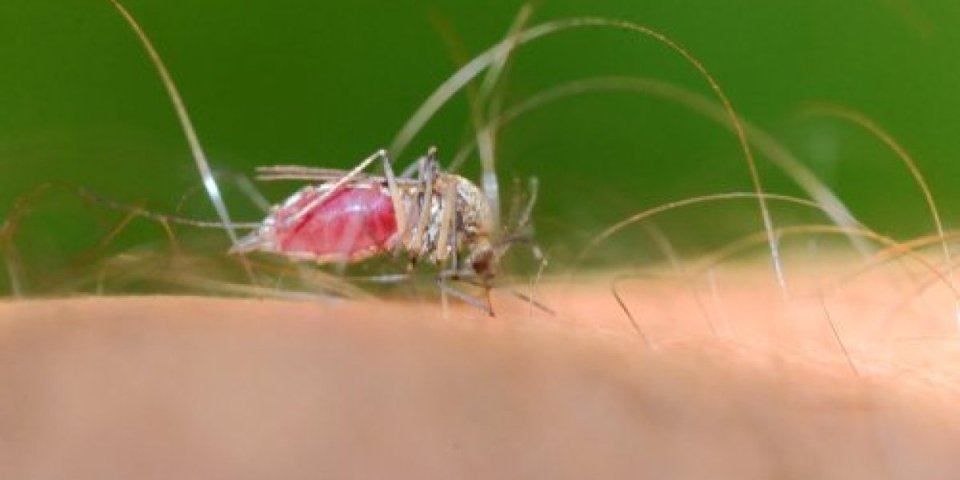 Invazija opasnih tigrastih komaraca u Evropi, steže se obruč oko Srbije! Izazivaju infekciju čiji ishod može biti fatalan