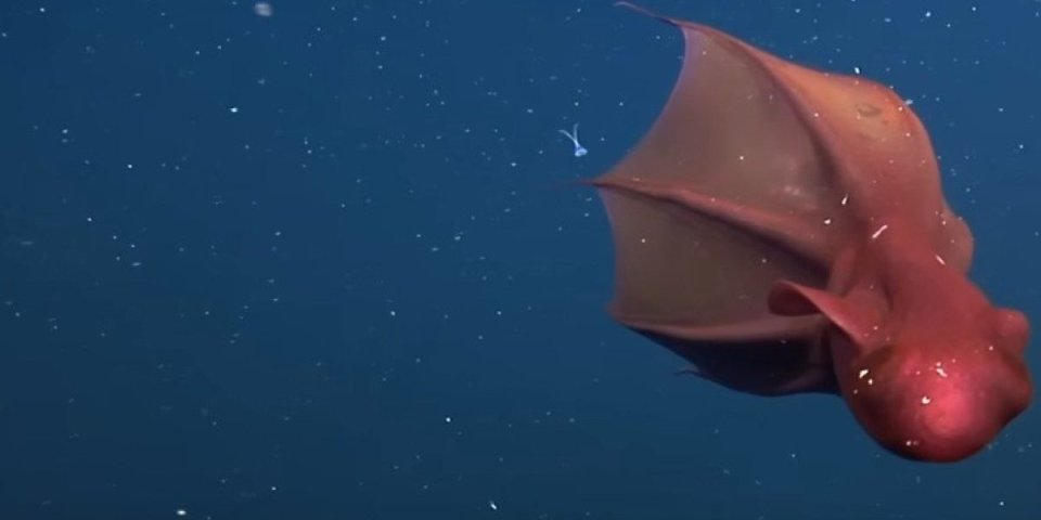 Ovakvo morsko stvorenje još niste videli! Misteriozno vampirsko biće zaprepastilo naučnike (VIDEO/FOTO)