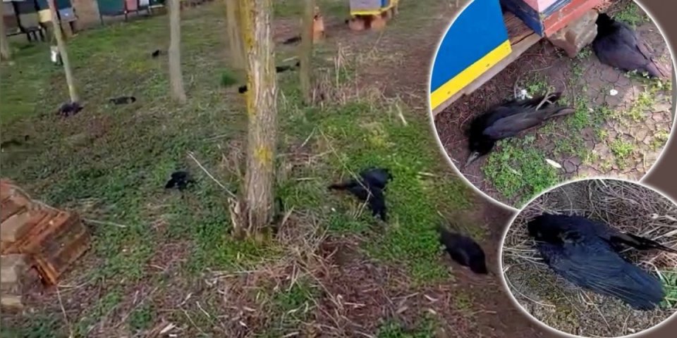 (VIDEO) Ranko je bio šokiran prizorom! Hiljade mrtvih vrana na sve strane...