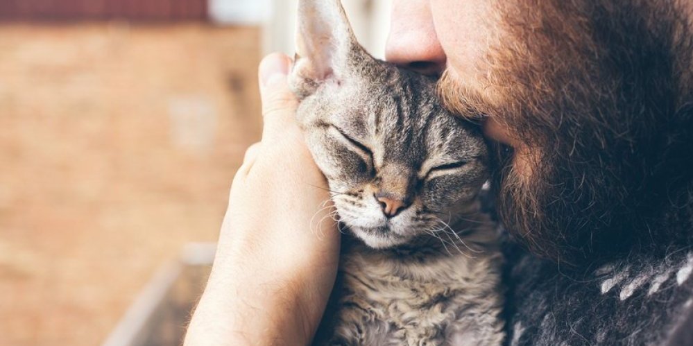 Isceljujuće moći mačaka! Spiritualne krznene lepotice koje vas štite od zla - dolaze vam sa razlogom, evo na koji način