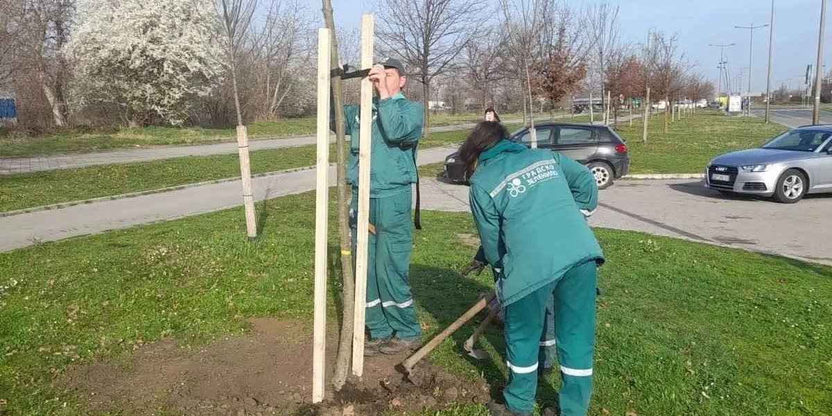 Sećate li se superćelijskih oluja? Novi Sad je izgubio 3000 stabala i započeo je veliku akciju