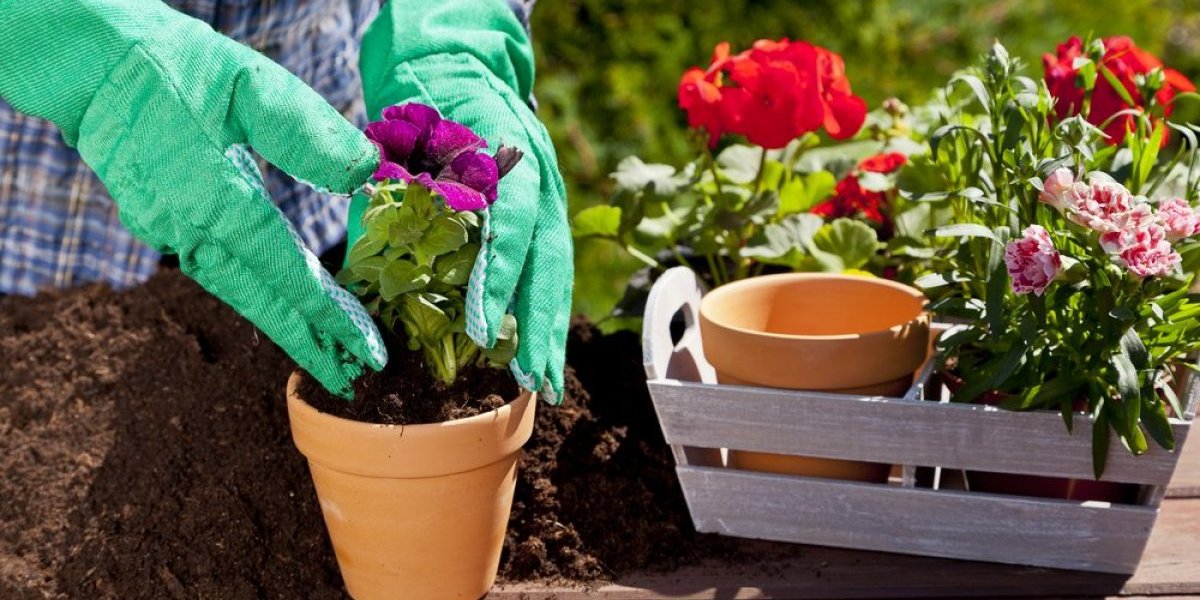 Danas bi trebalo da posadite ovo cveće! Donosi mir u kuću, a simbolizuje novi početak