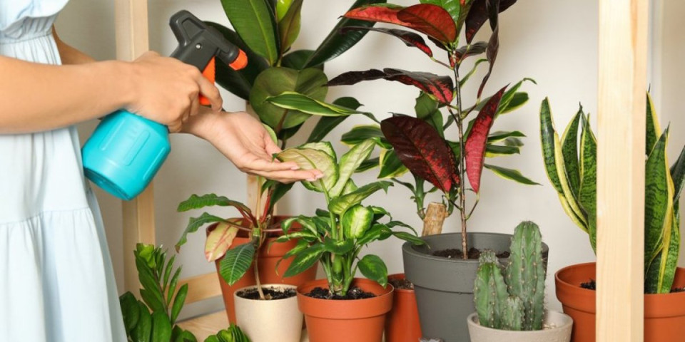 Zaštitite svoje biljke uz pomoć ovog sastojka! Sigurno ga već imate u kući
