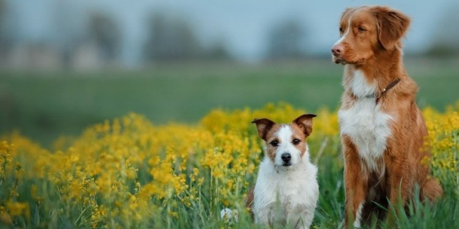 Da li znate zašto mali psi žive duže od većih rasa? Nećete verovati koji je razlog