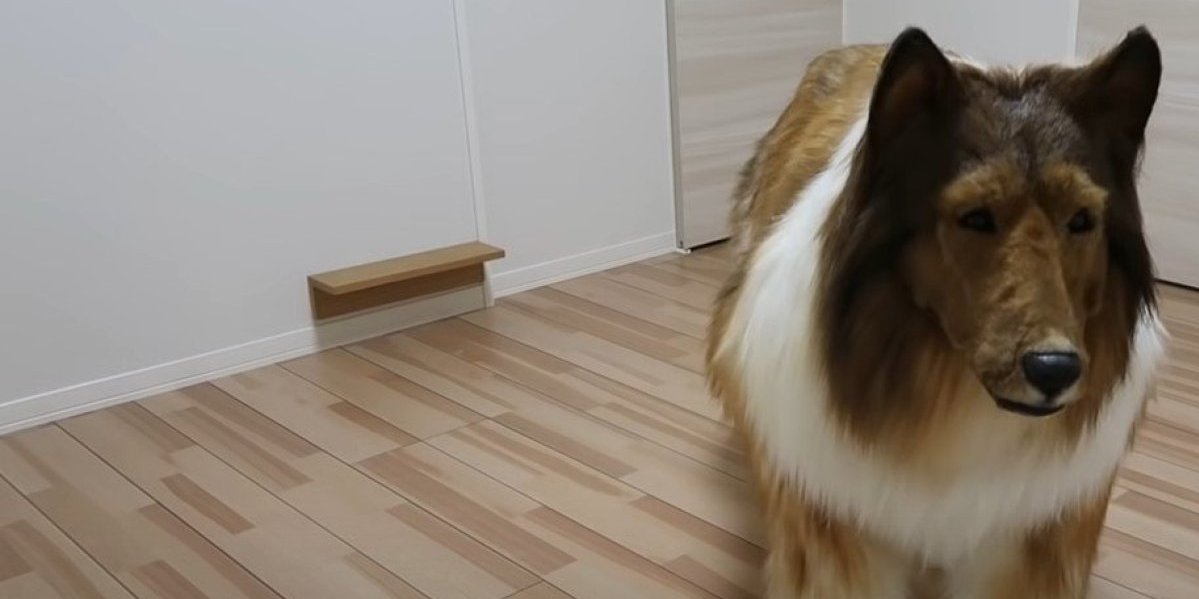 Čovek potrošio 14.000 dolara da postane pas! Ponaša se kao prava životinja, svi zaneme kad ga vide (VIDEO)
