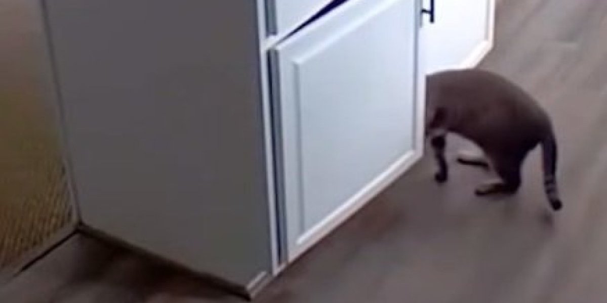 Urnebesno! Mačka uhvaćena na kameri kako pravi bezobrazluke, a onda je rešila da ukloni sve dokaze (VIDEO)