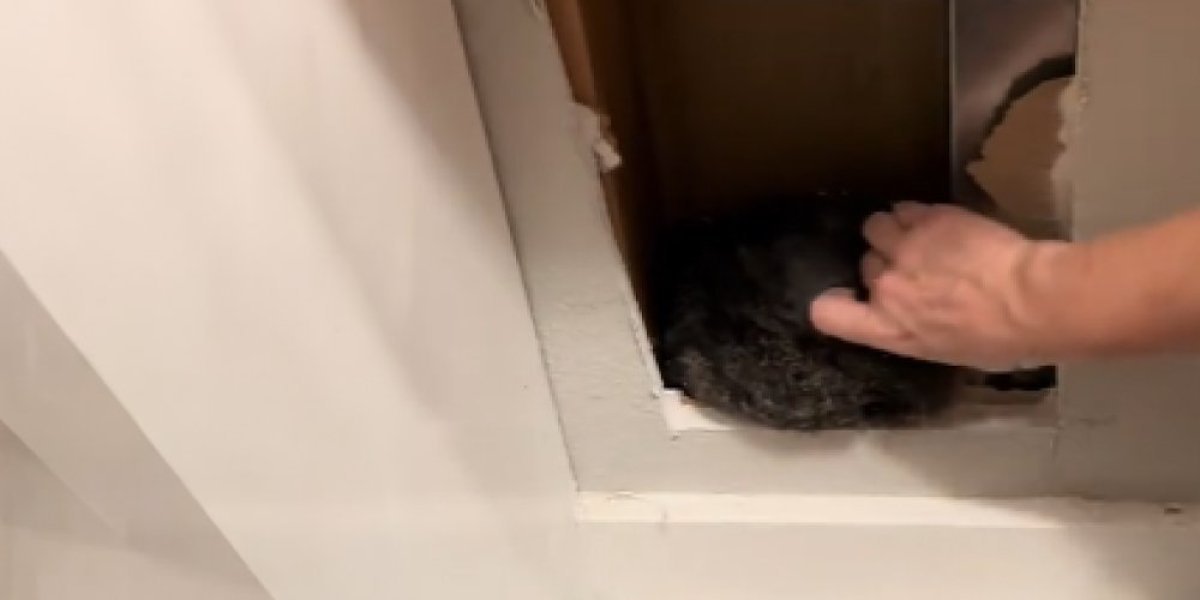 Bračni par u zidu kuće zatekao prizor za plakanje! Začulo se šuškanje, a posle se više nije pomeralo (VIDEO)