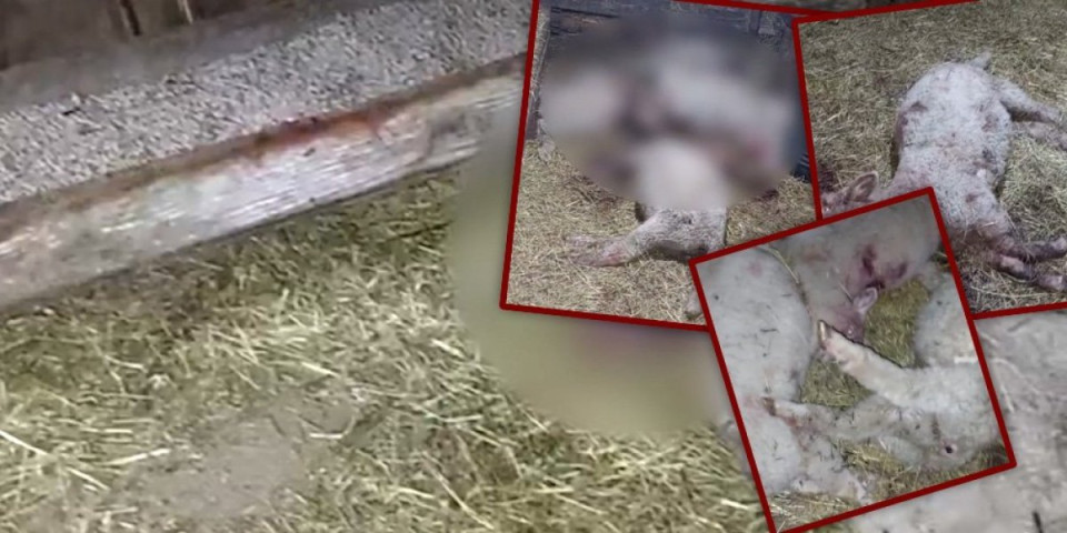 Scene užasa! Ubijena jagnjad u lokvi krvi leže u u toru, bez milosti iskasapljena sekirom (VIDEO)