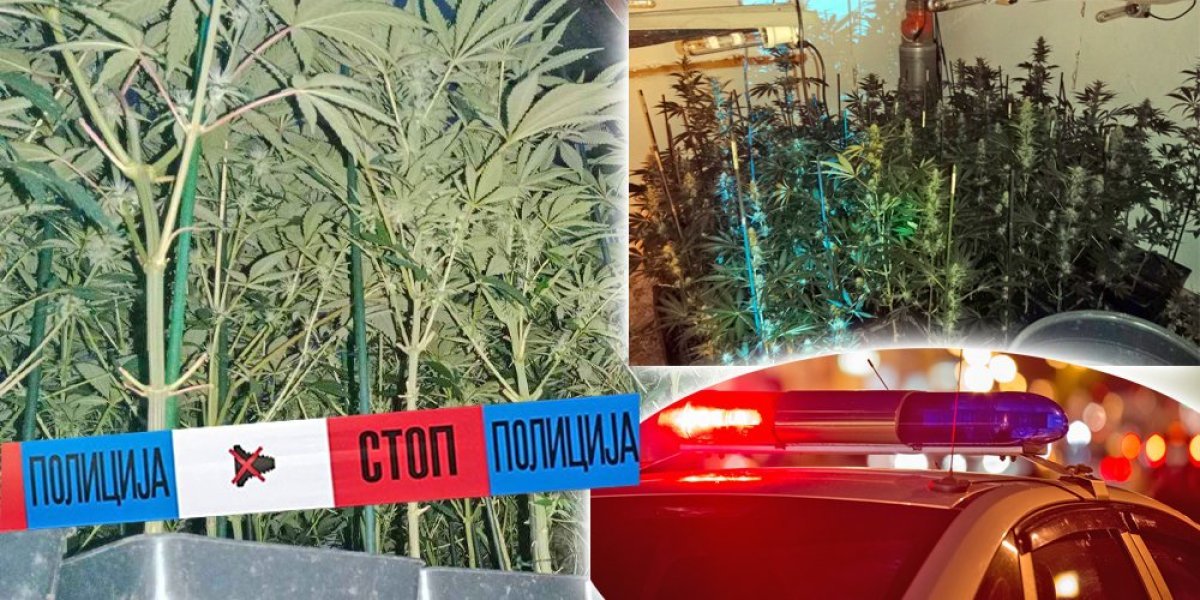 Zaplenjeno 200 stabljika marihuane, uhapšen diler: Policija otkrila aboratorija u Krčedinu