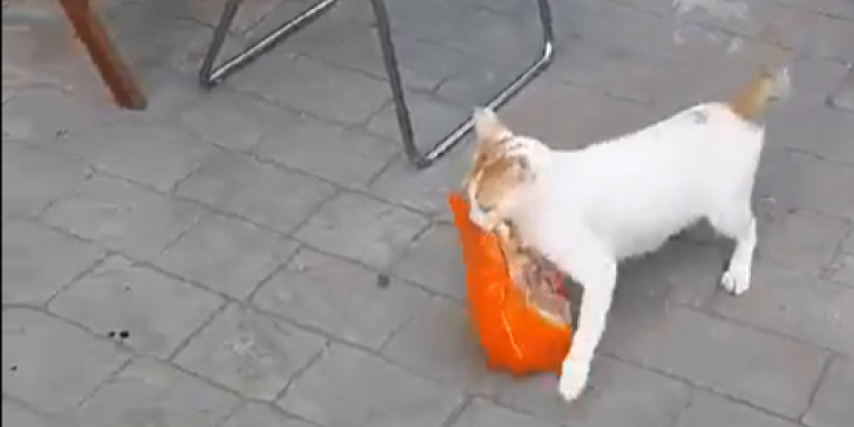 Mačka ukrala pile iz prodavnice - kada vidite kome ga je dala suze će vam poći (VIDEO)