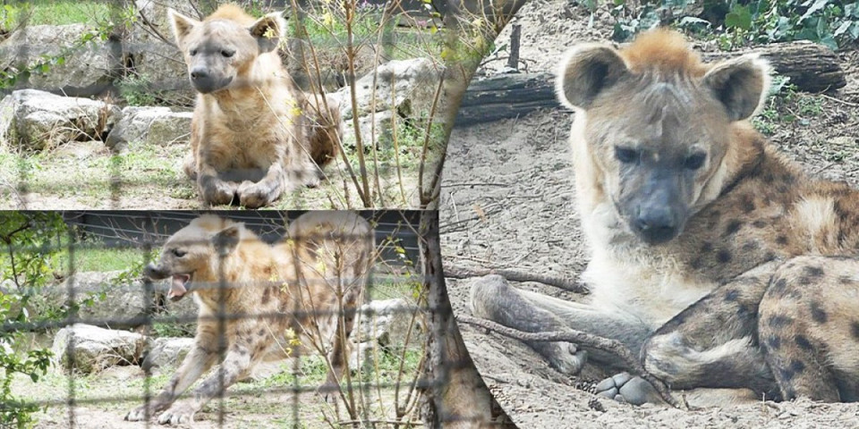 Moci više nije sam! U palićki zoo-vrt stigle dve ženke hijene!