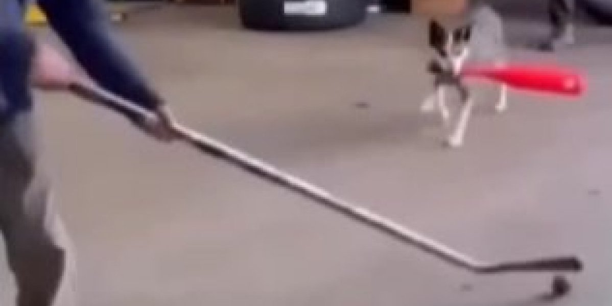 Pas je igrao hokej, a onda je loptica zalutala gde ne treba! Čovek se načisto previjao od bolova (VIDEO)