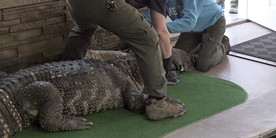 Policija u kući čoveka pronašla aligatora od 340 kilograma! Vlasnik mu dozvoljavao da pliva u bazenu sa decom (FOTO)