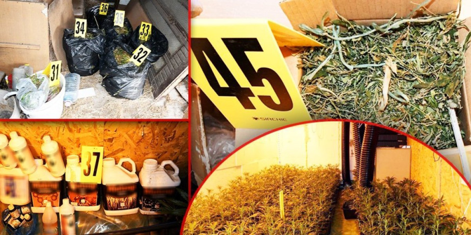 Hapšenje u Kragujevcu: Otkrivena laboratorija za veštački uzgoj marihuane