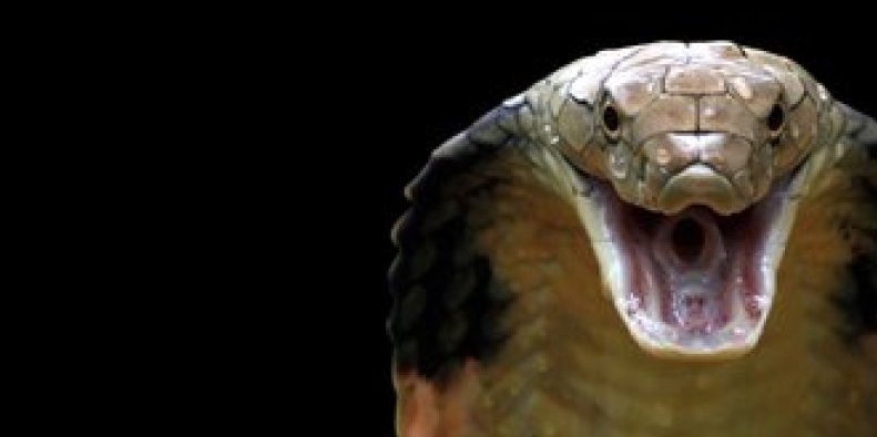 Smrtonosni ujed za manje od sekund: Pogledajte kako zmije napadaju plen (VIDEO)