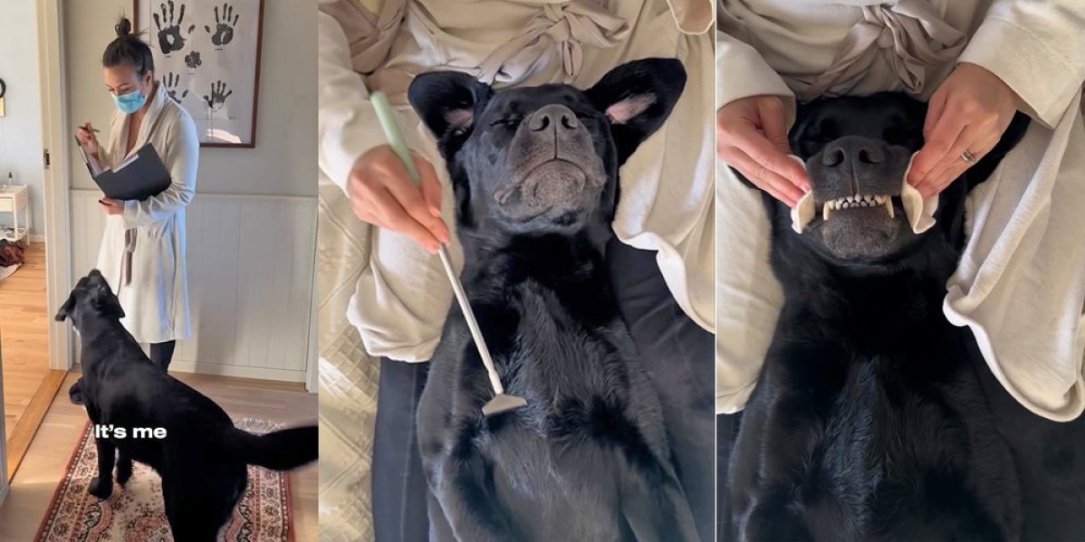 Ovaj labrador zna da uživa! Opuštanje u spa tretmanu kakvo još niste videli (VIDEO)