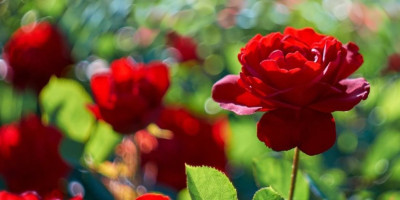 Za svakog ljubitelja ruža, suočavanje sa njihovim venenjem može biti prava noćna mora. Međutim, ne očajavajte – postoji rešenje koje može da vrati vaše voljene biljke u život i učini da ponovo zablistaju u punom sjaju.