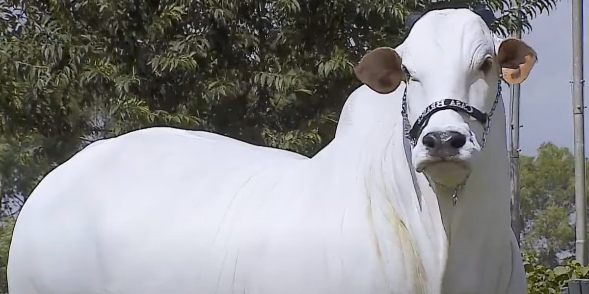 Prodata najskuplja krava na svetu! Od milionske sume će vam se vrteti u glavi, a evo po čemu je posebna (VIDEO)