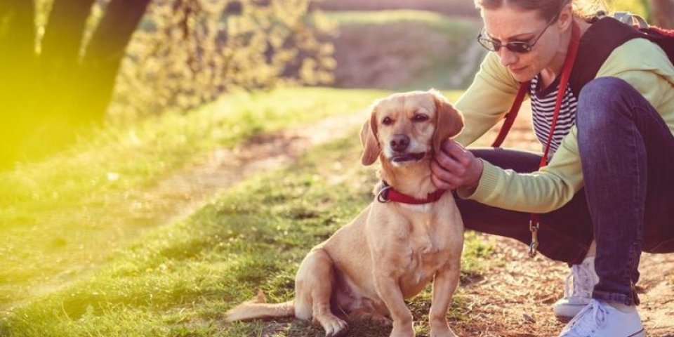 Dobro vodite računa kad birate zaštitu od krpelja za vašeg psa! Veterinar otkriva za koju vrstu dlake su ogrlice, a za koju rastvori