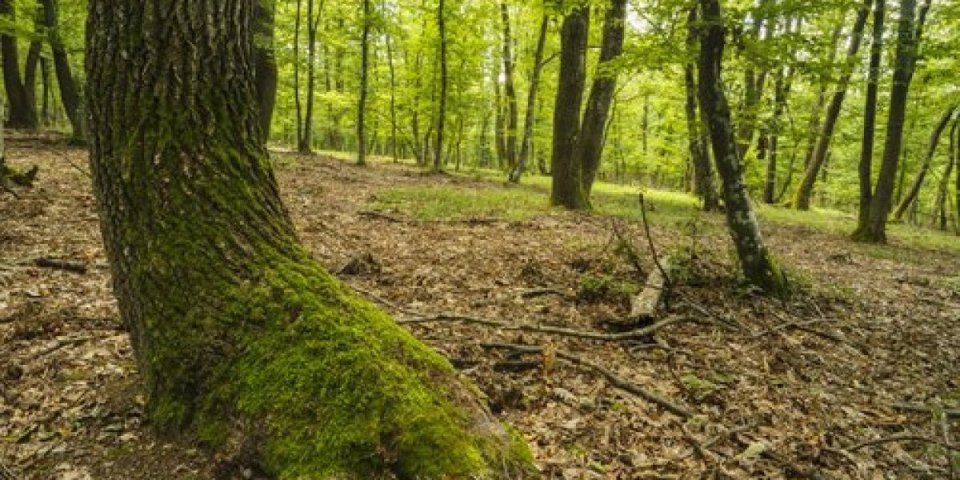 Tragedija u Krupnju: Stojan (68) otišao u šumu da seče drva i poginuo